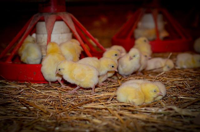 Хранене на пилета в ранните дни на живота: съвети за начинаещи
