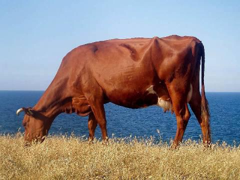 червена степна порода крави 