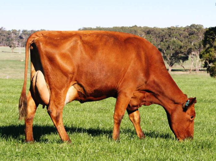 червена степна порода крави снимка 