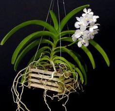 Кофи за орхидеи: какво трябва да бъде? Вътрешни орхидеи: Грижа