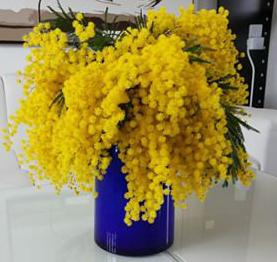 Колко дълго да запазите мимозата - прекрасно жълто цвете