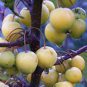 Как да отрежете ябълкови дървета през есента: съвети за опитни градинари