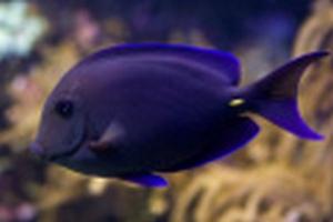 Опасни риби от Червено море
