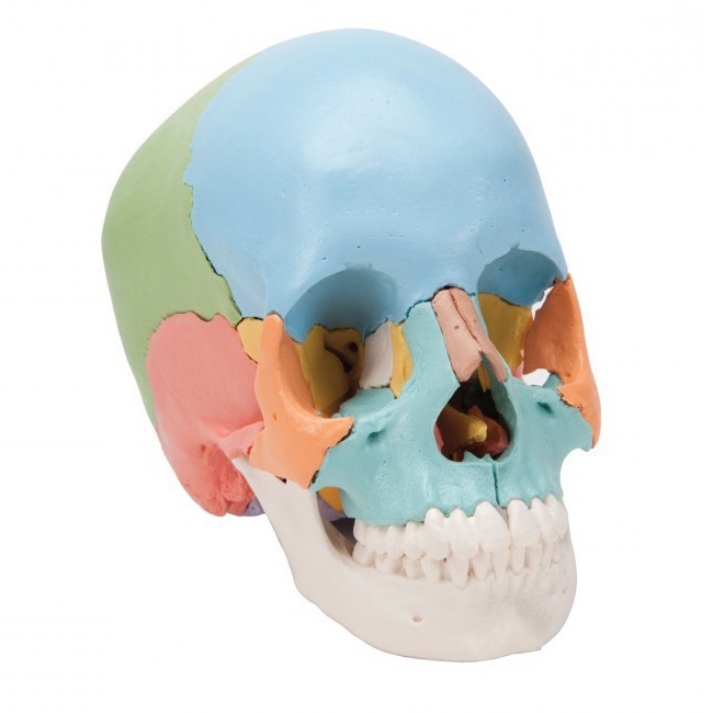 Неподредената кост на черепа е ... Структурата на скелета на главата