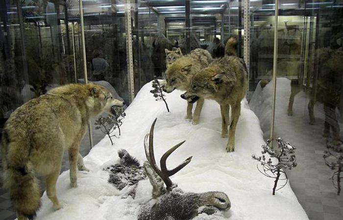зоологически музей в Москва
