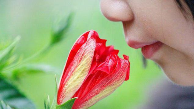 Как да си възвърнем усещането за миризма със студа: ефективни методи